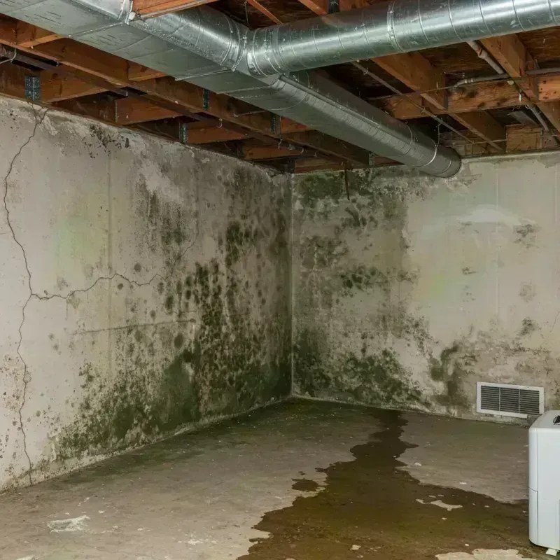 Professional Mold Removal in Hardee County, FL